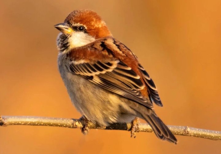 Russet Sparrow - ML627064472