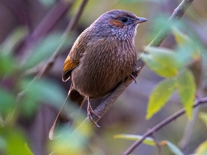 Streaked Laughingthrush - ML627064482