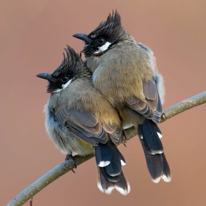 Himalayan Bulbul - ML627064491