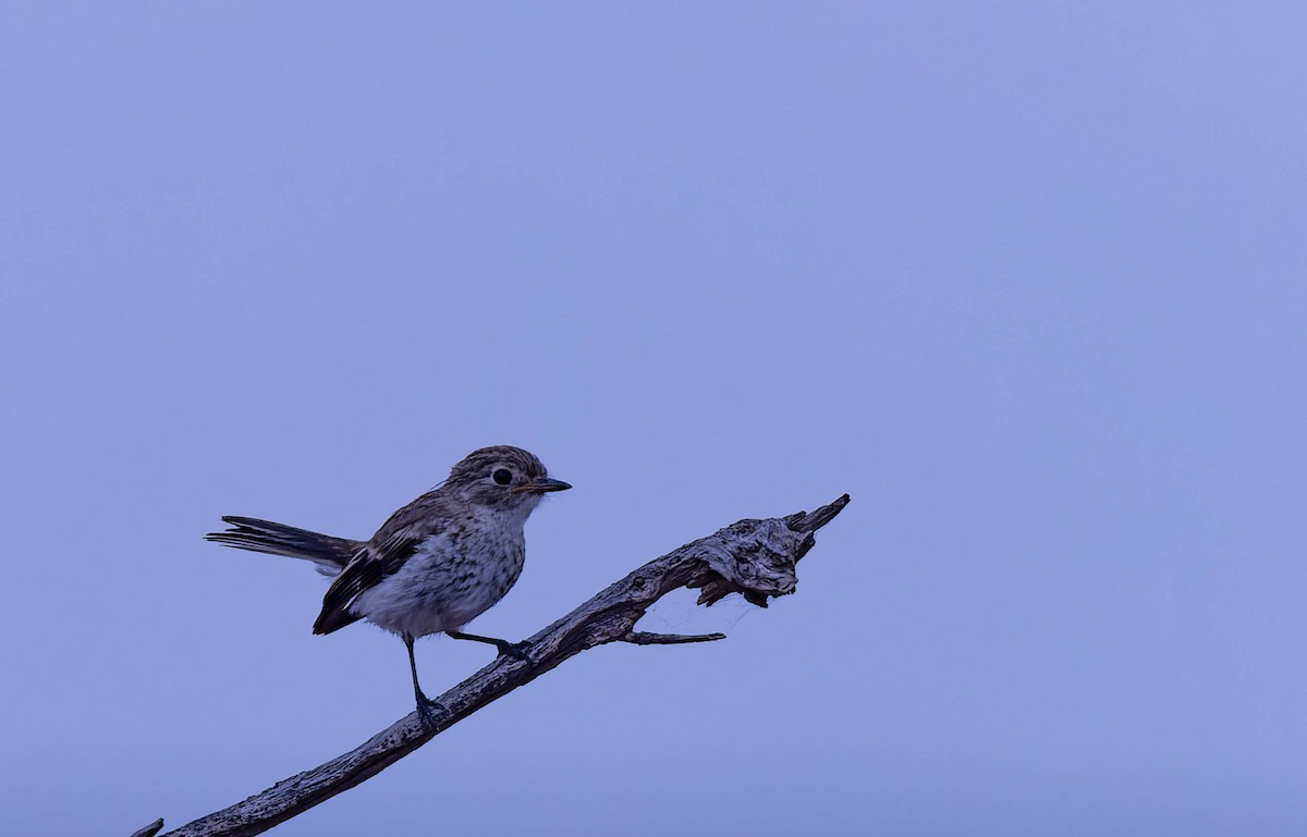 Hooded Robin - ML627064583