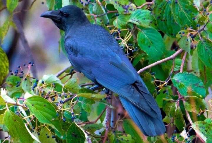 Large-billed Crow - ML627064590