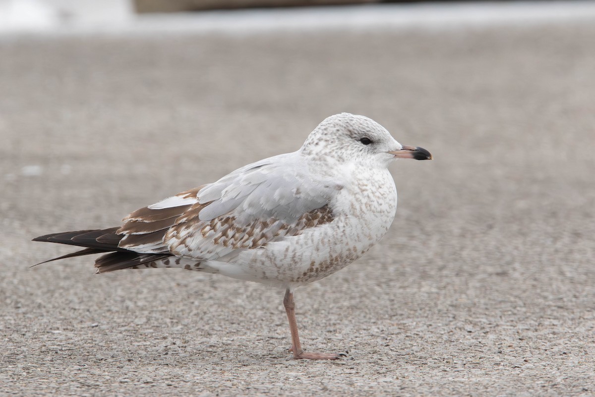 Ring-billed Gull - ML627064649