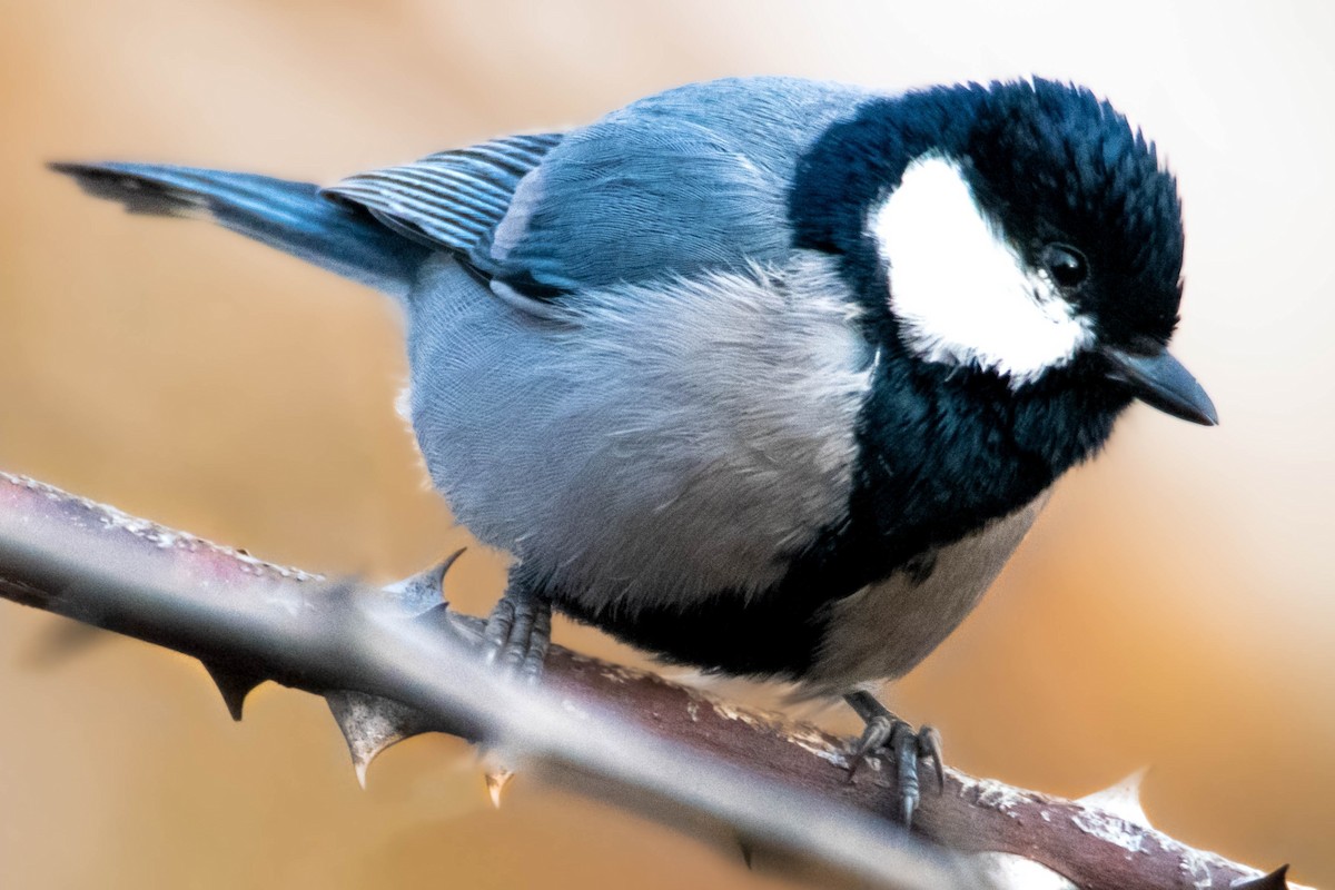 Asian Tit (Cinereous) - ML627064660