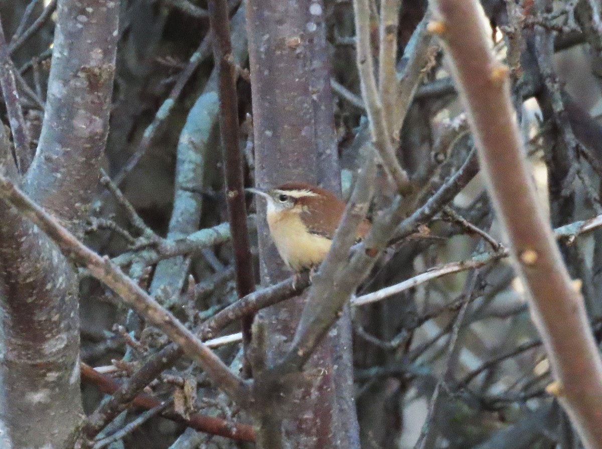 Carolina Wren - ML627064691