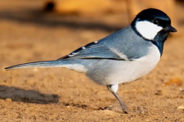 Asian Tit - ML627064719