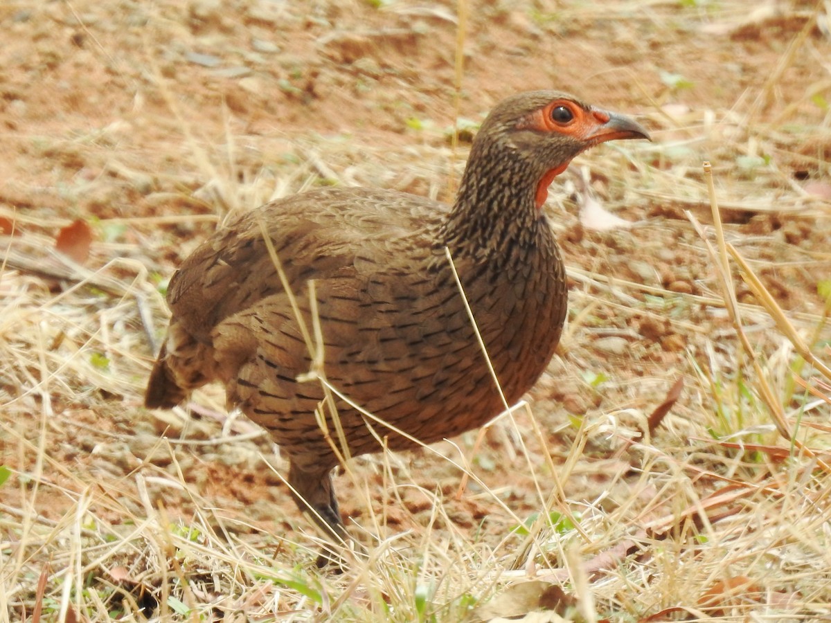 Swainson's Spurfowl - ML627065037