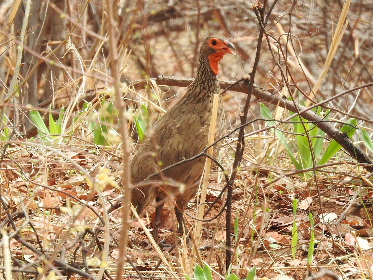 Swainson's Spurfowl - ML627065059