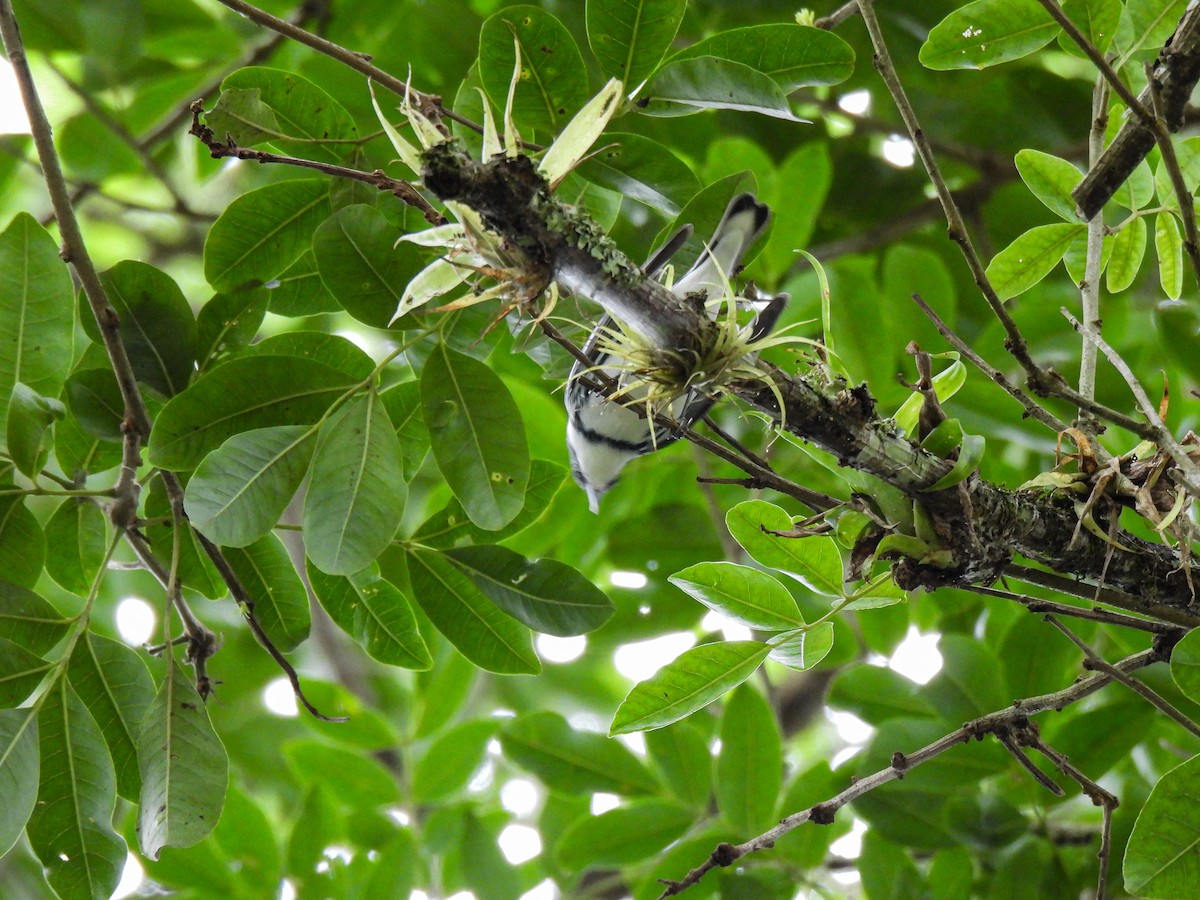Cerulean Warbler - ML627065303