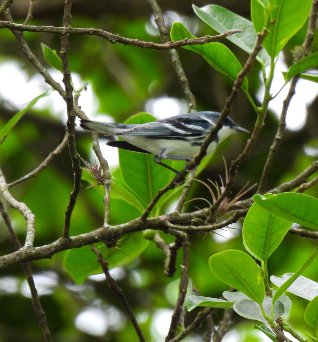 Cerulean Warbler - ML627065307