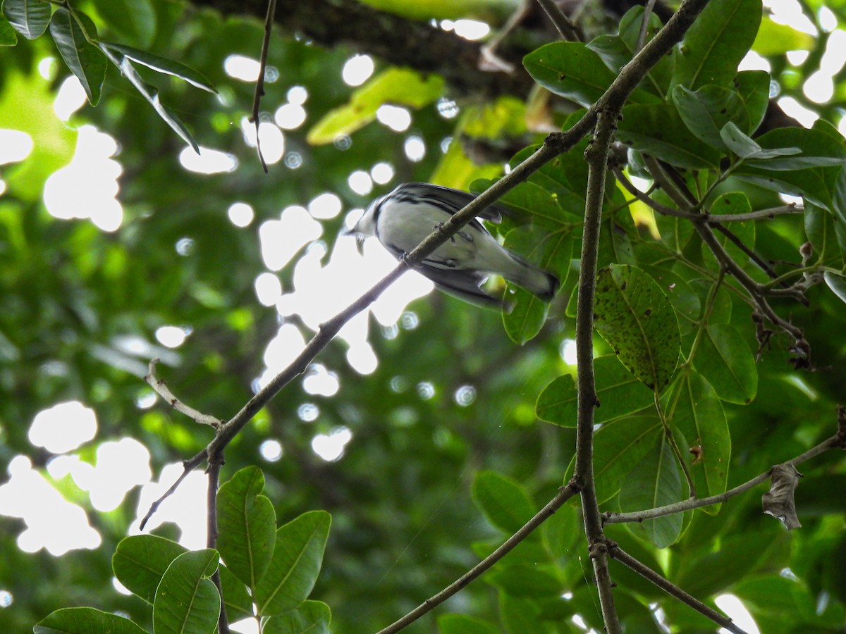 Cerulean Warbler - ML627065311