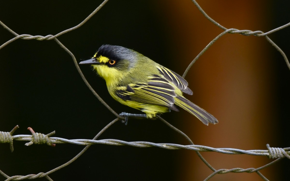 Gray-headed Tody-Flycatcher - ML627065337