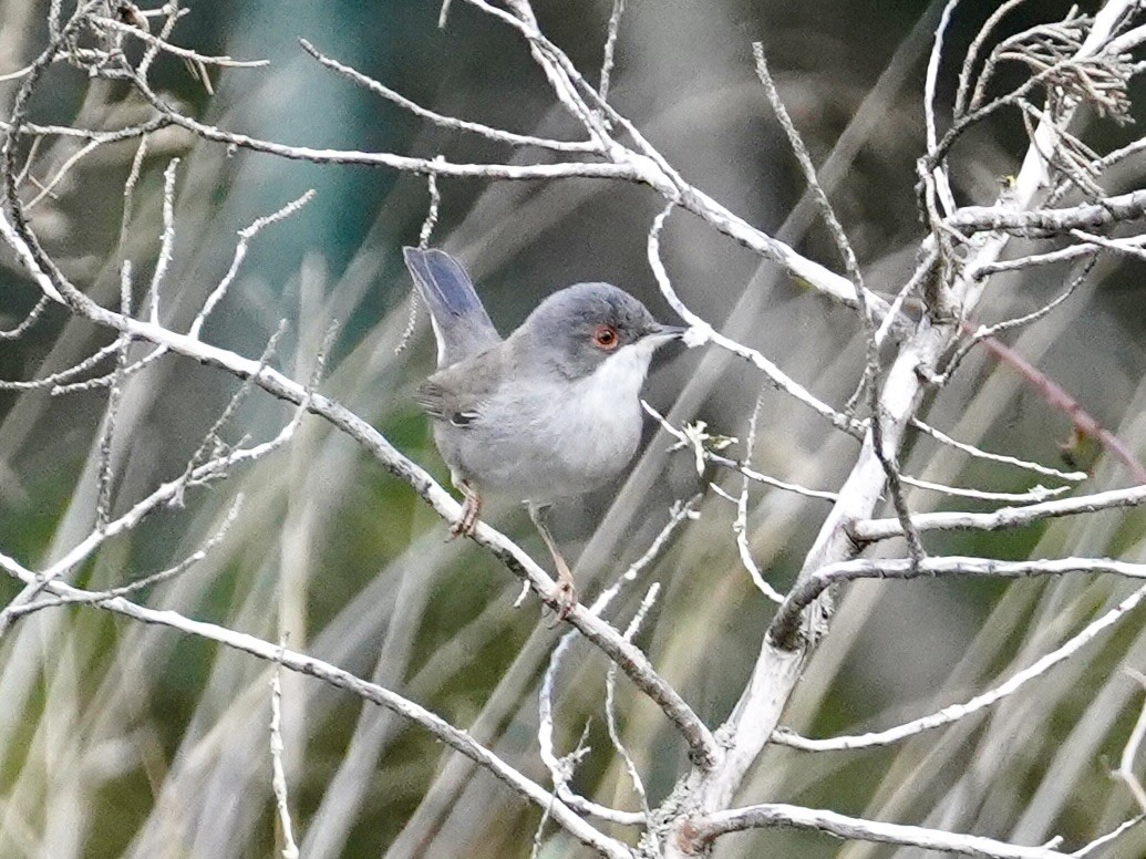 pěnice bělohrdlá - ML627065636