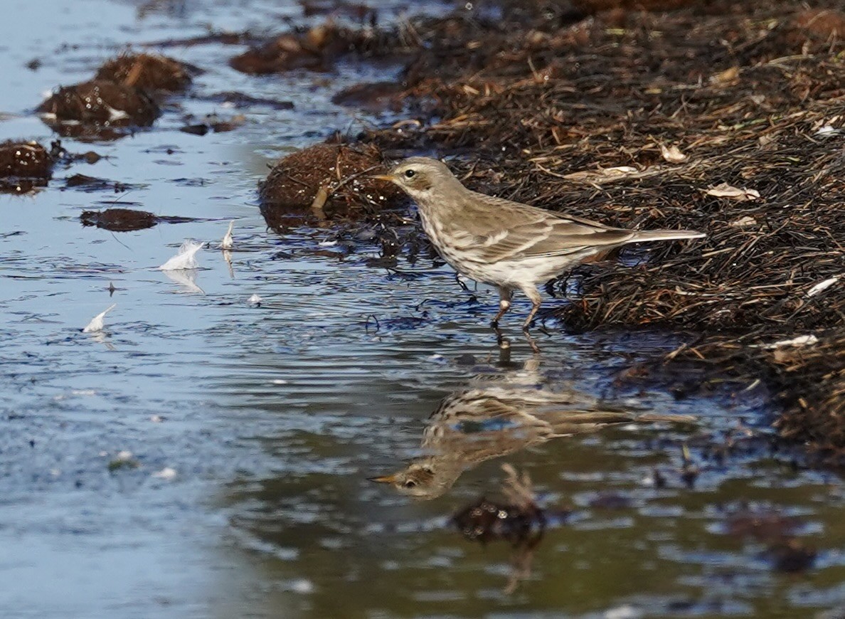 linduška horská - ML627065642