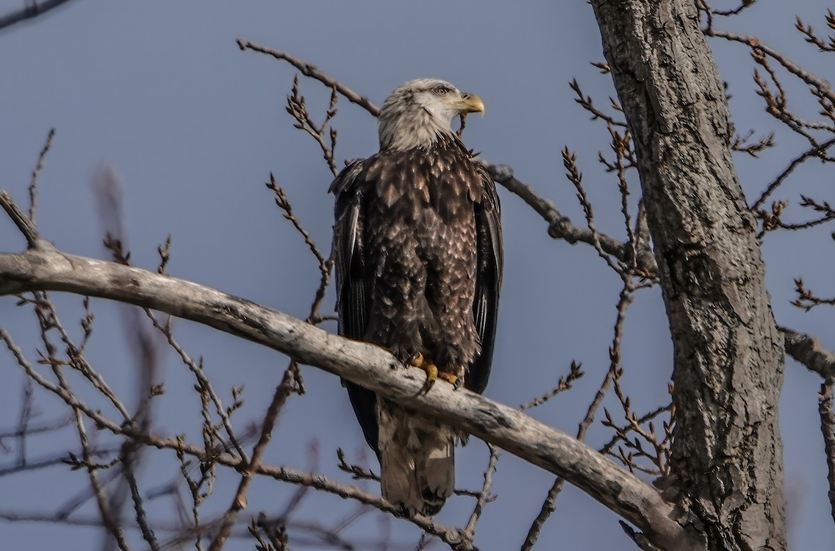 Bald Eagle - ML627065791