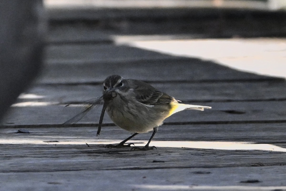 Palm Warbler - ML627066138