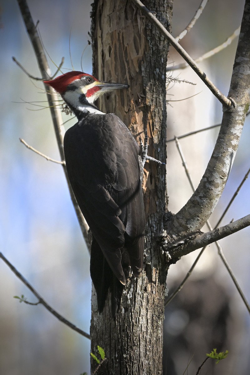 Pileated Woodpecker - ML627066145