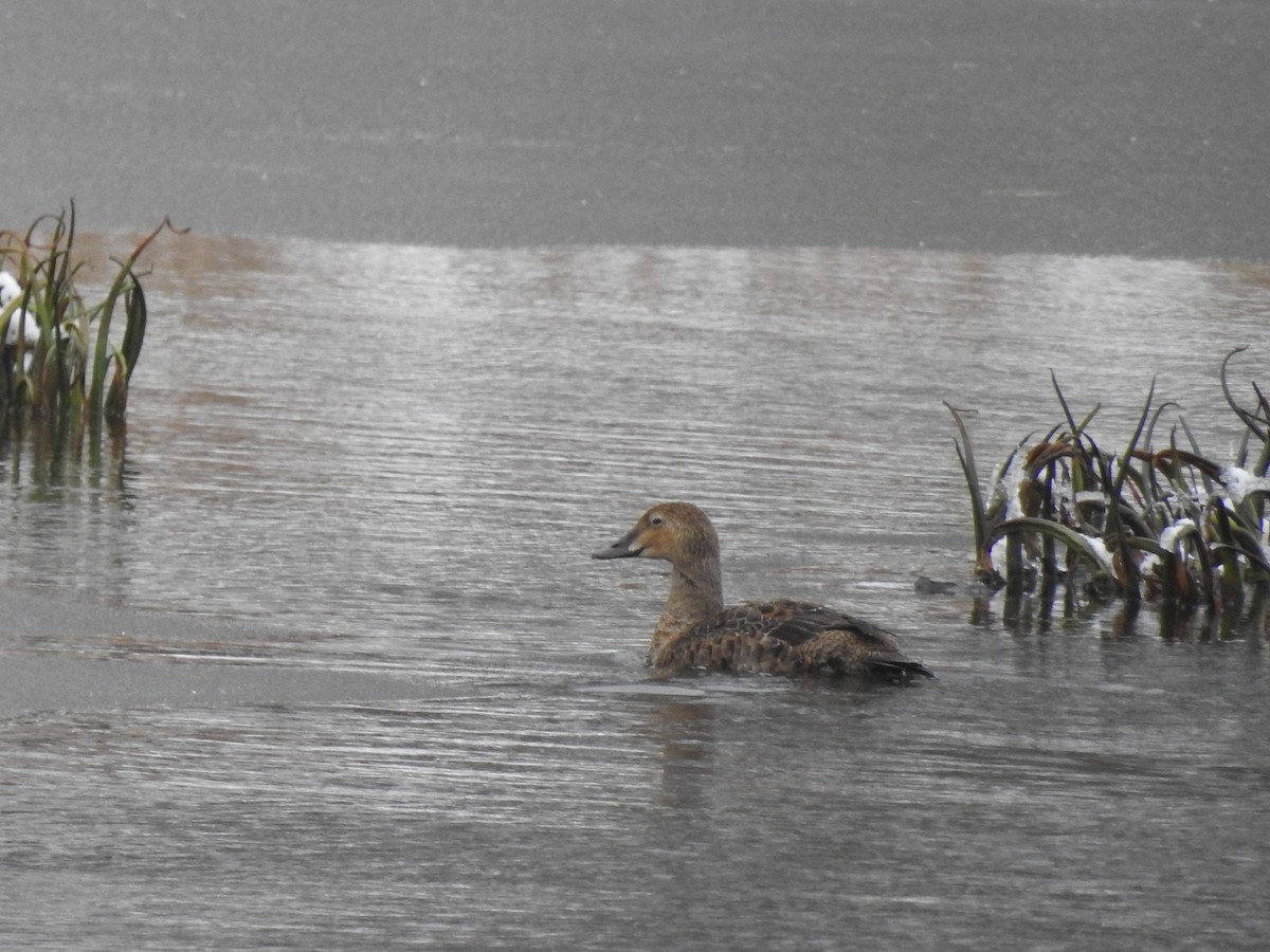 King Eider - ML627066157