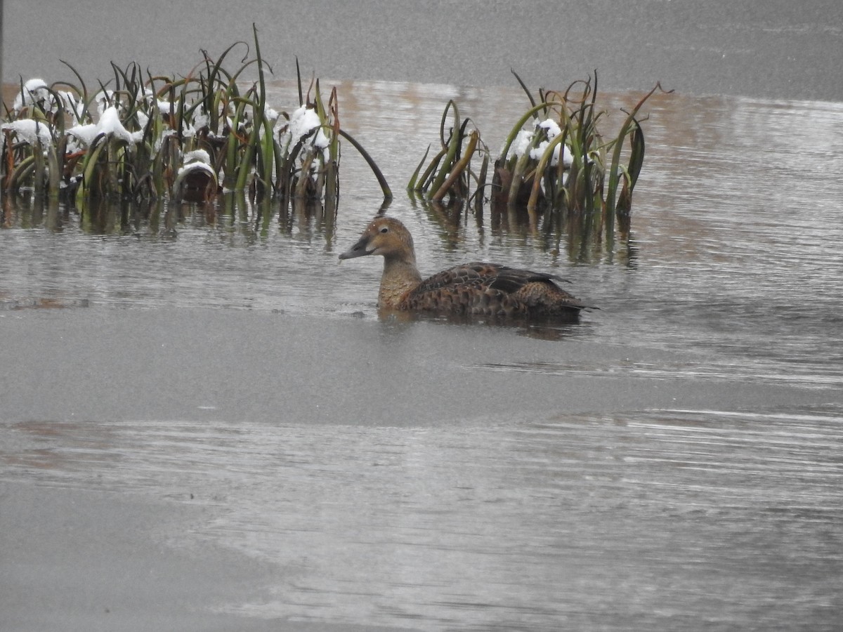 King Eider - ML627066158