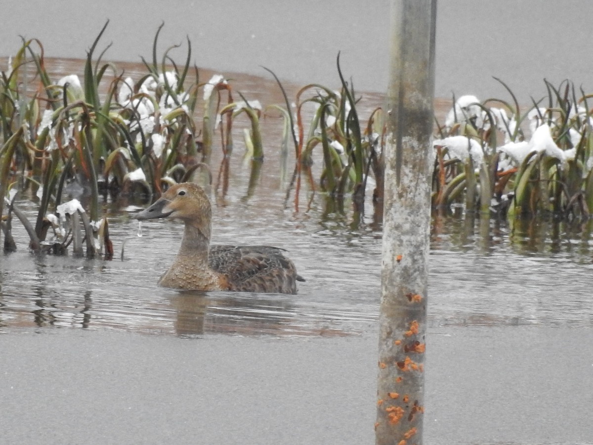 King Eider - ML627066159