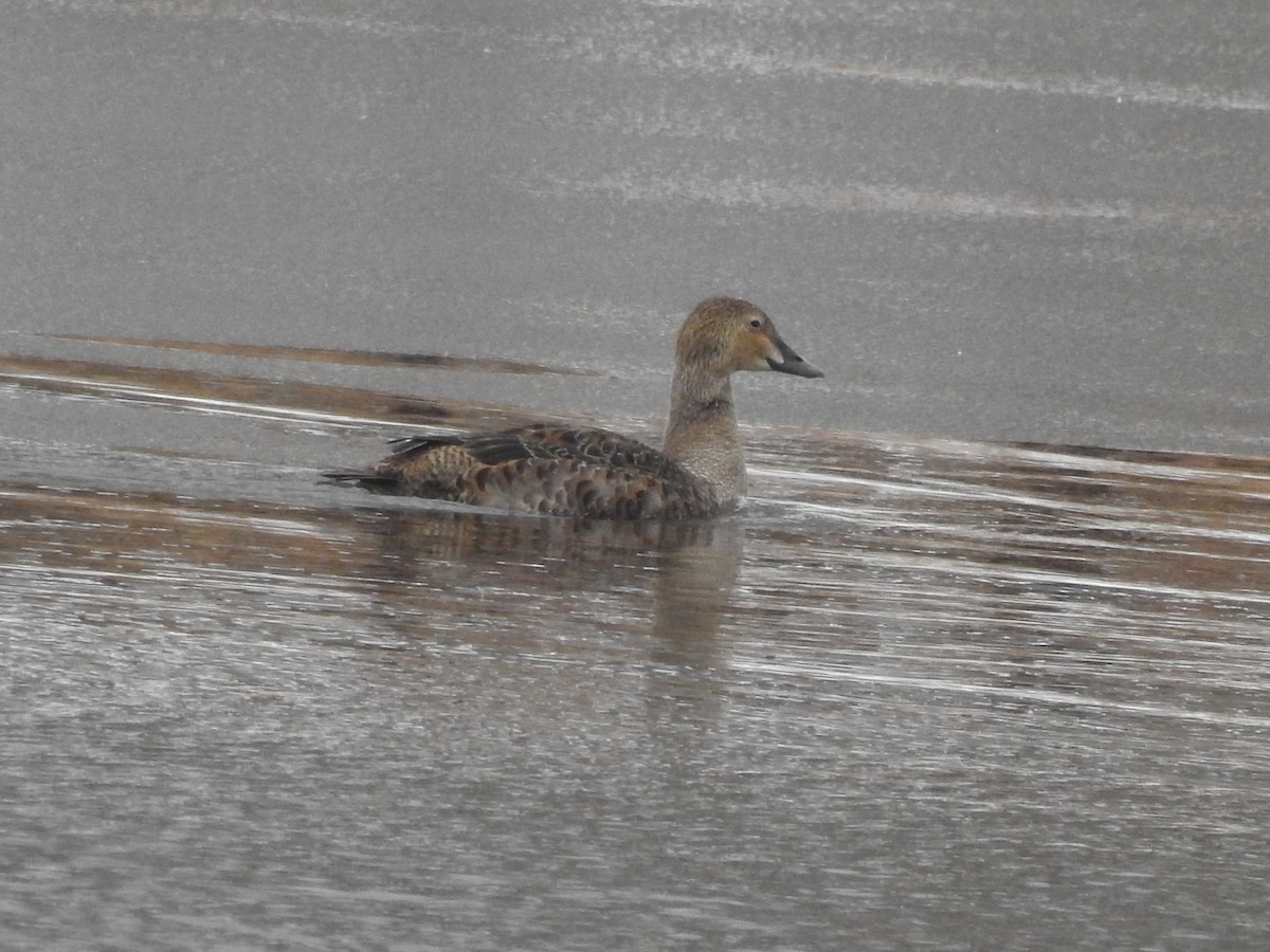 King Eider - ML627066161