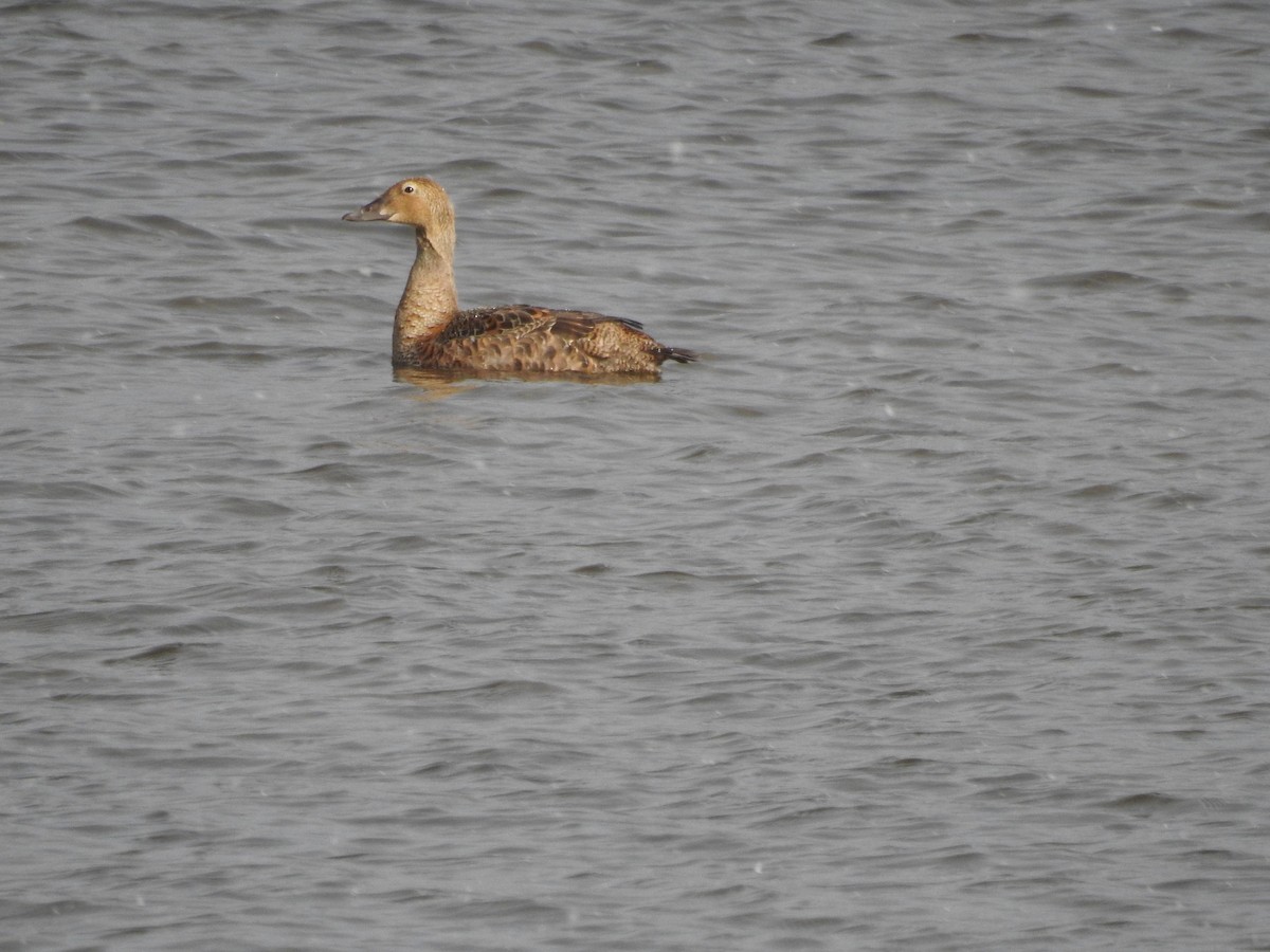 King Eider - ML627066164