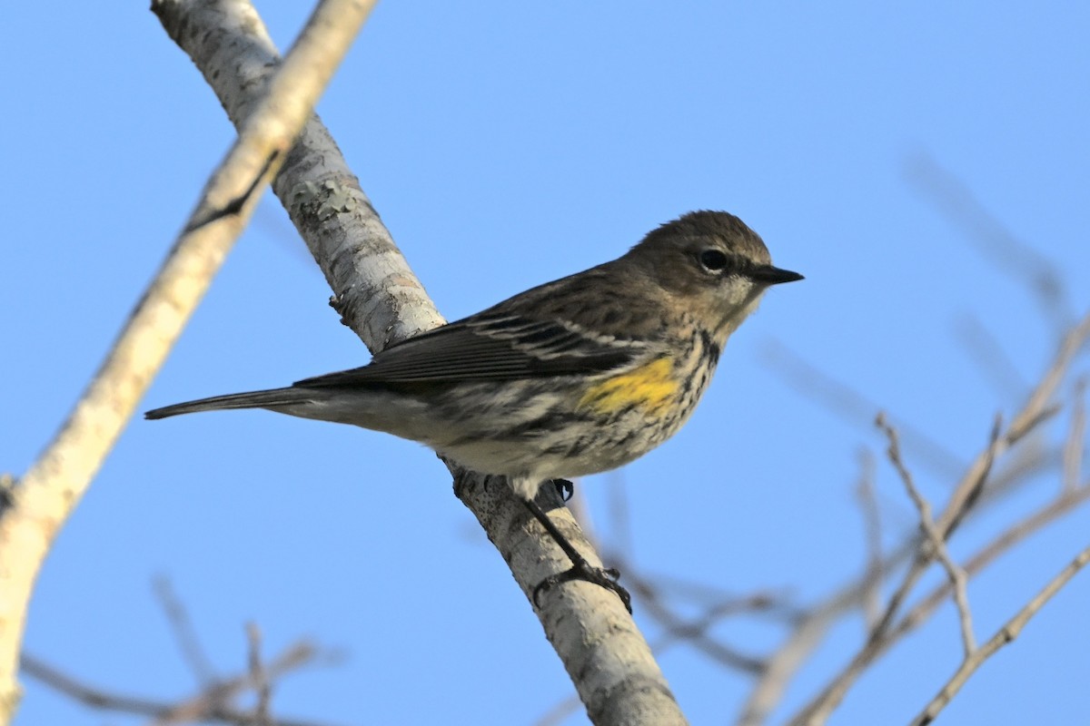 Yellow-rumped Warbler - ML627066167