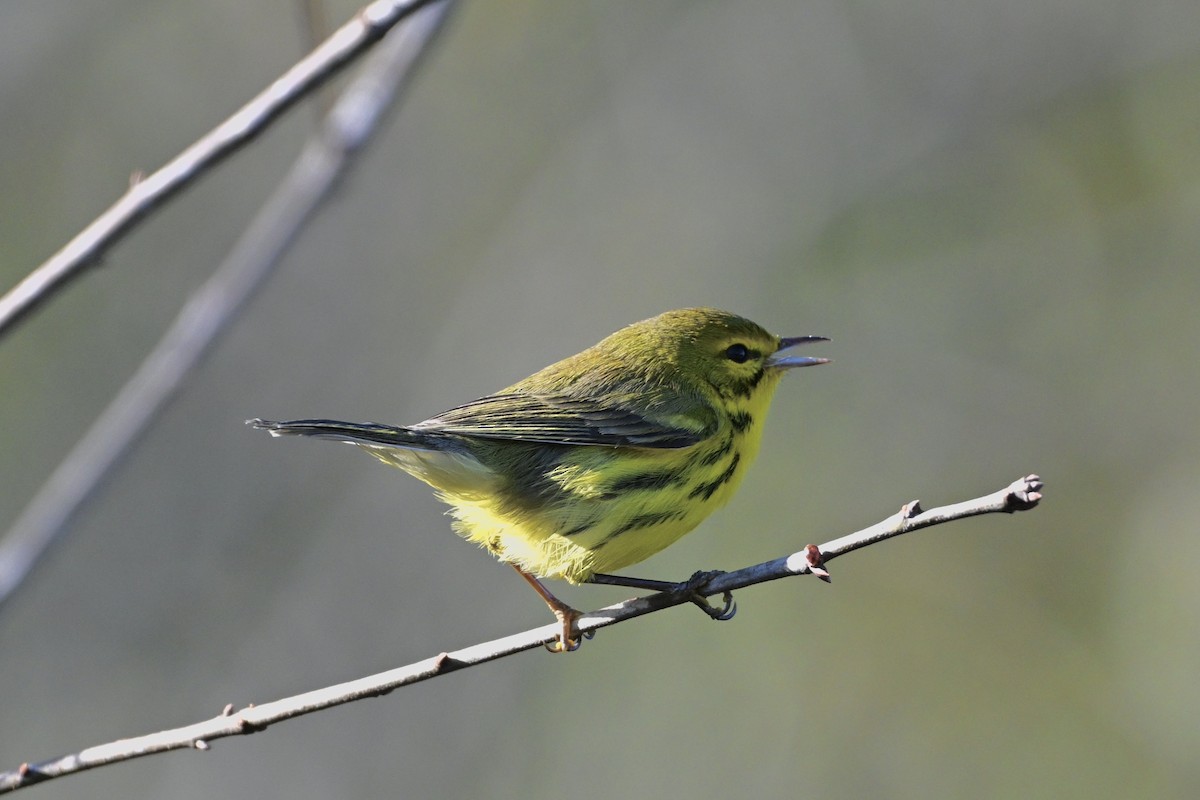 Prairie Warbler - ML627066195