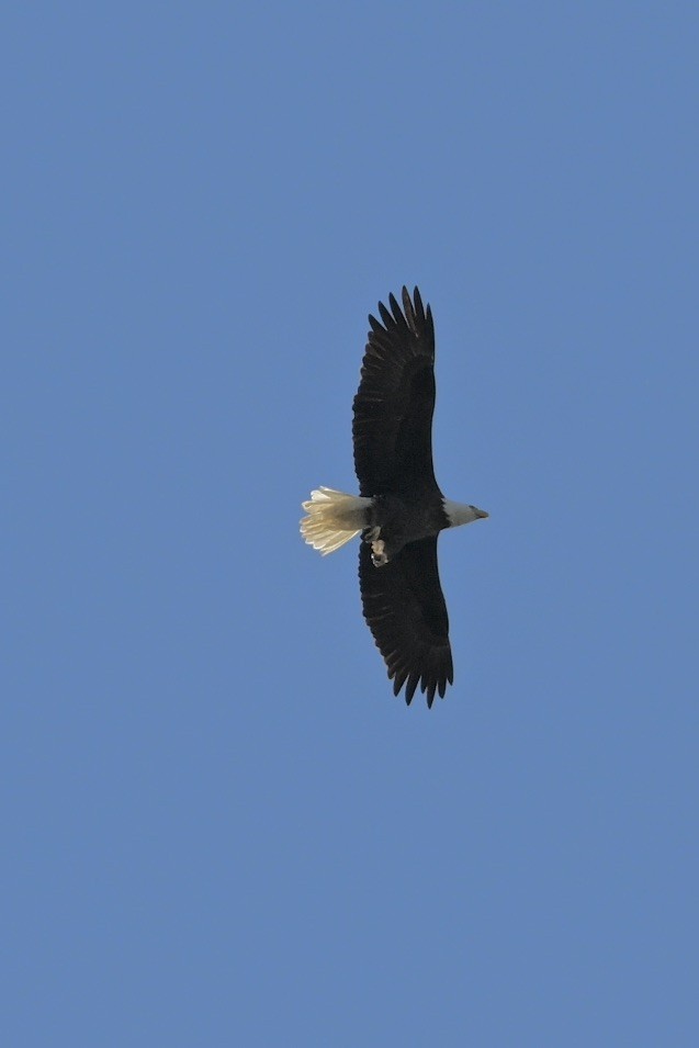 Bald Eagle - ML627066317