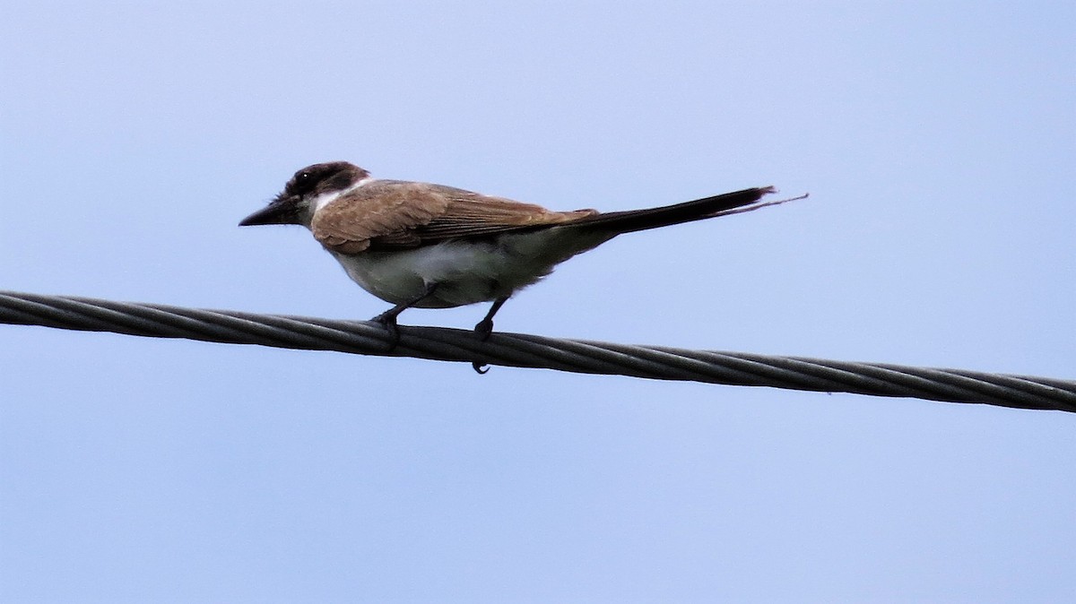 Fork-tailed Flycatcher - ML62706651