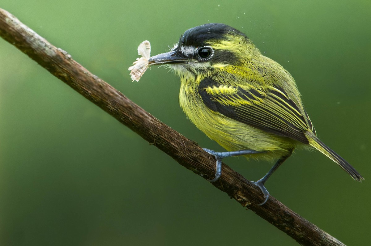Yellow-browed Tody-Flycatcher - ML627066968
