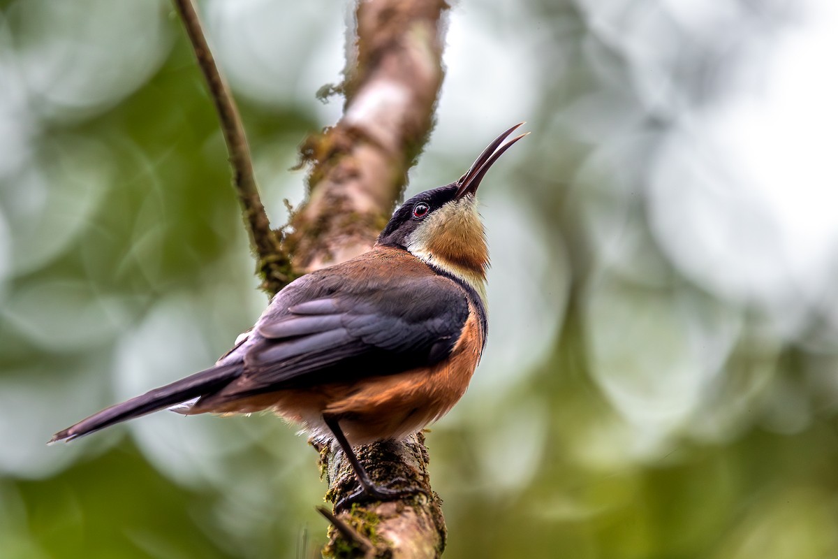 Eastern Spinebill - ML627067031