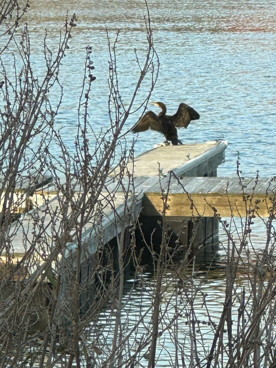 Double-crested Cormorant - ML627067228