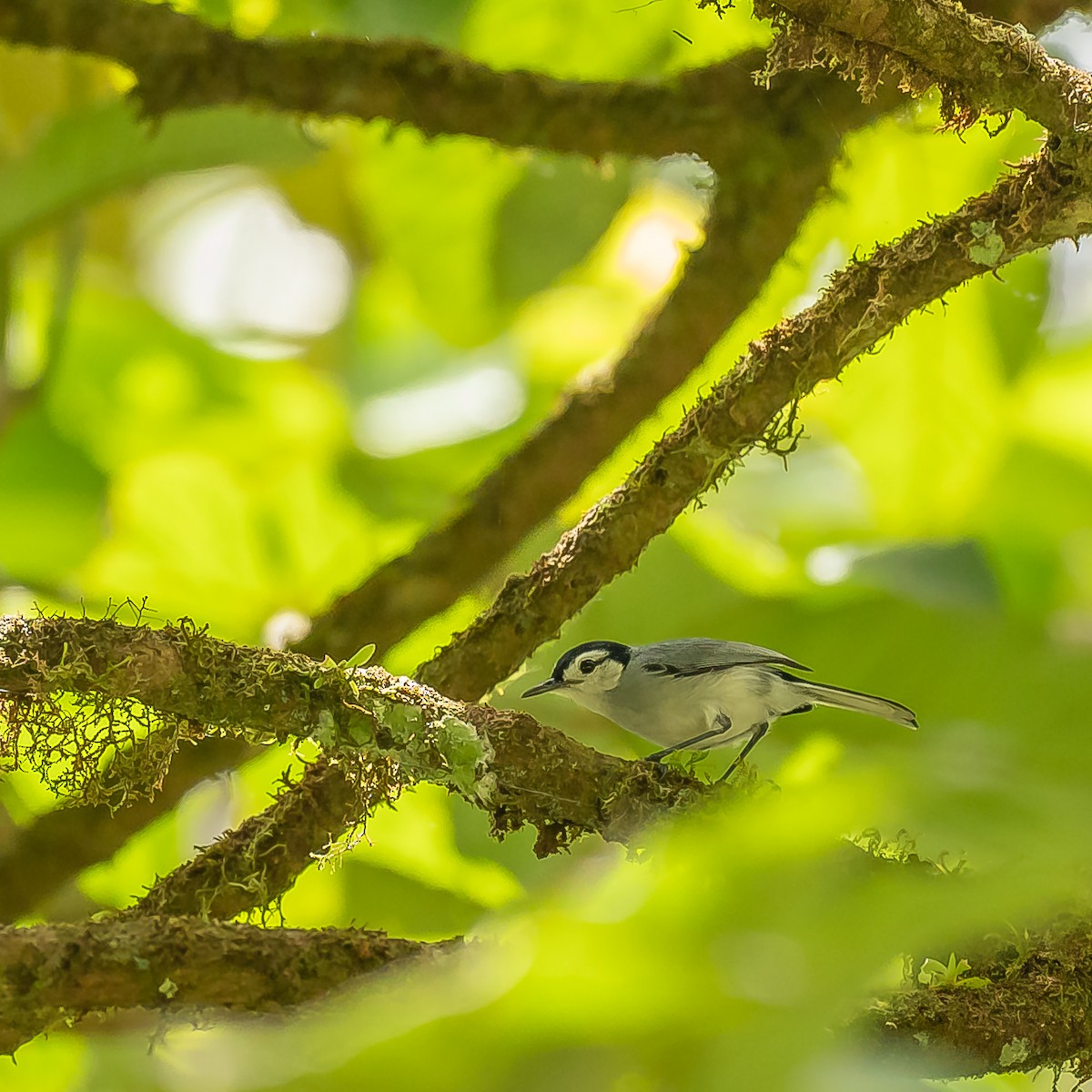 White-browed Gnatcatcher - ML627067758