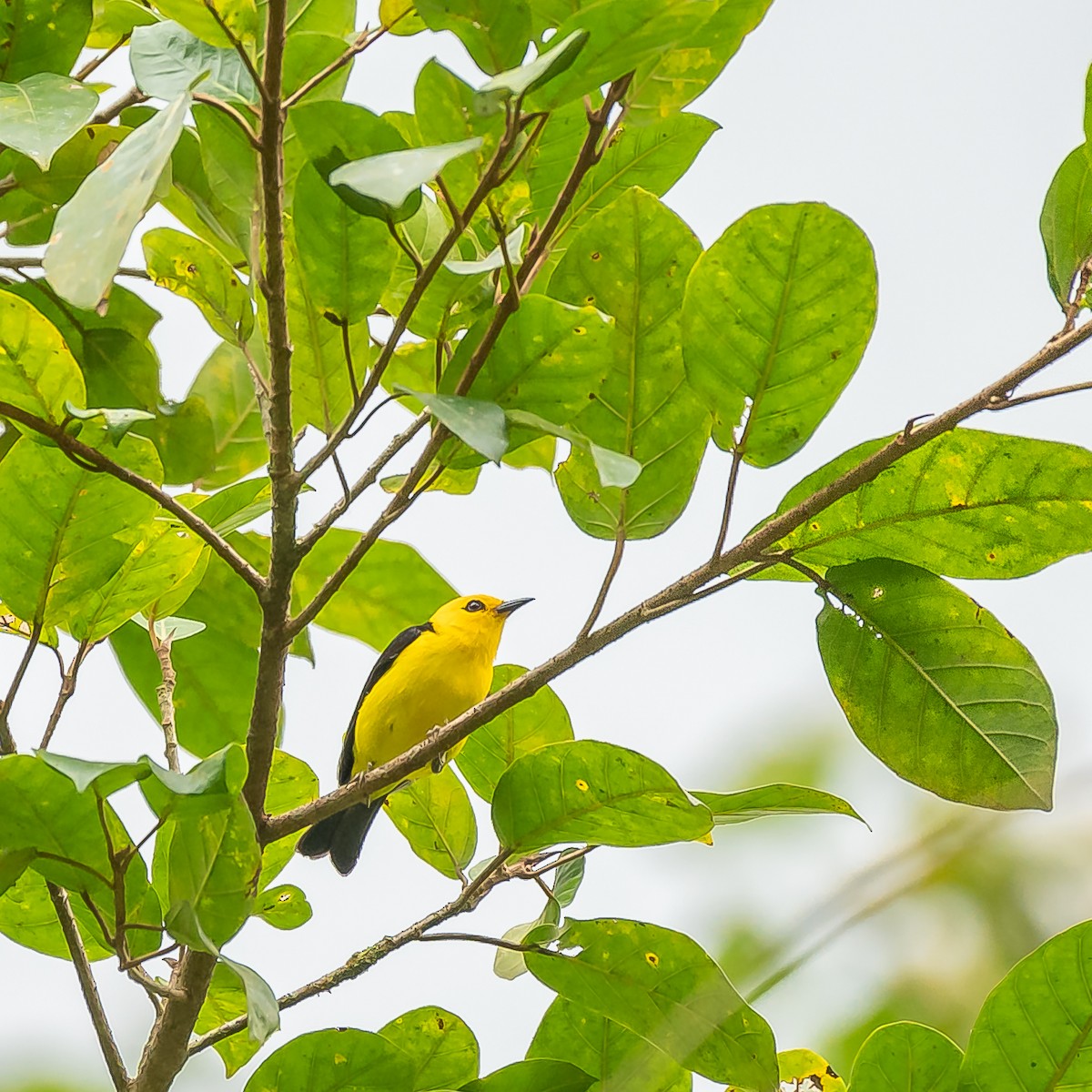 Black-and-yellow Tanager - ML627067771