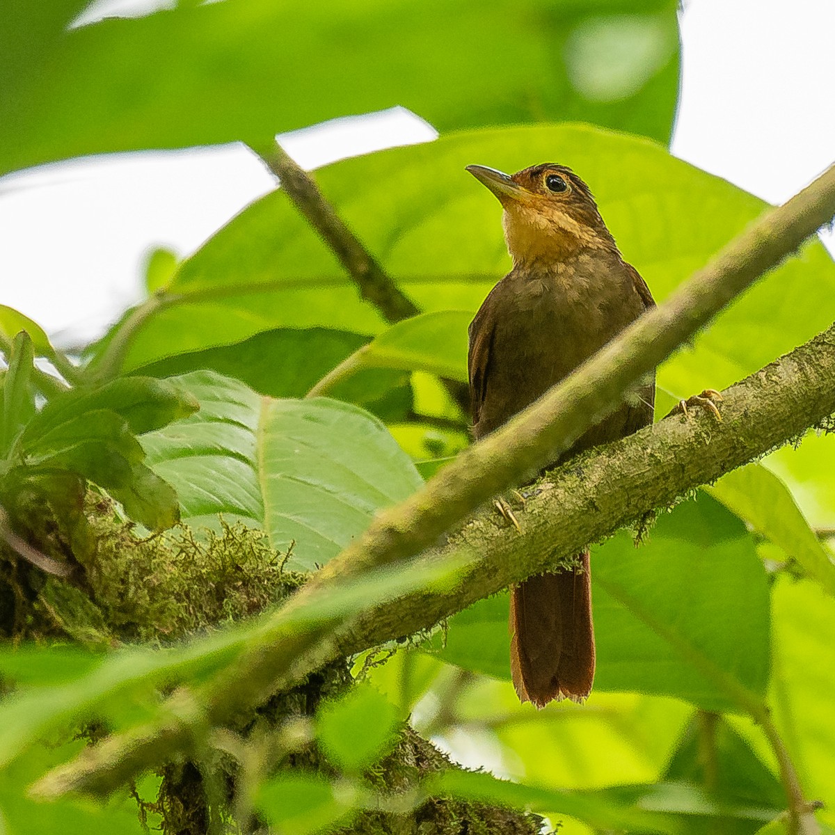 Fawn-throated Foliage-gleaner - ML627067799