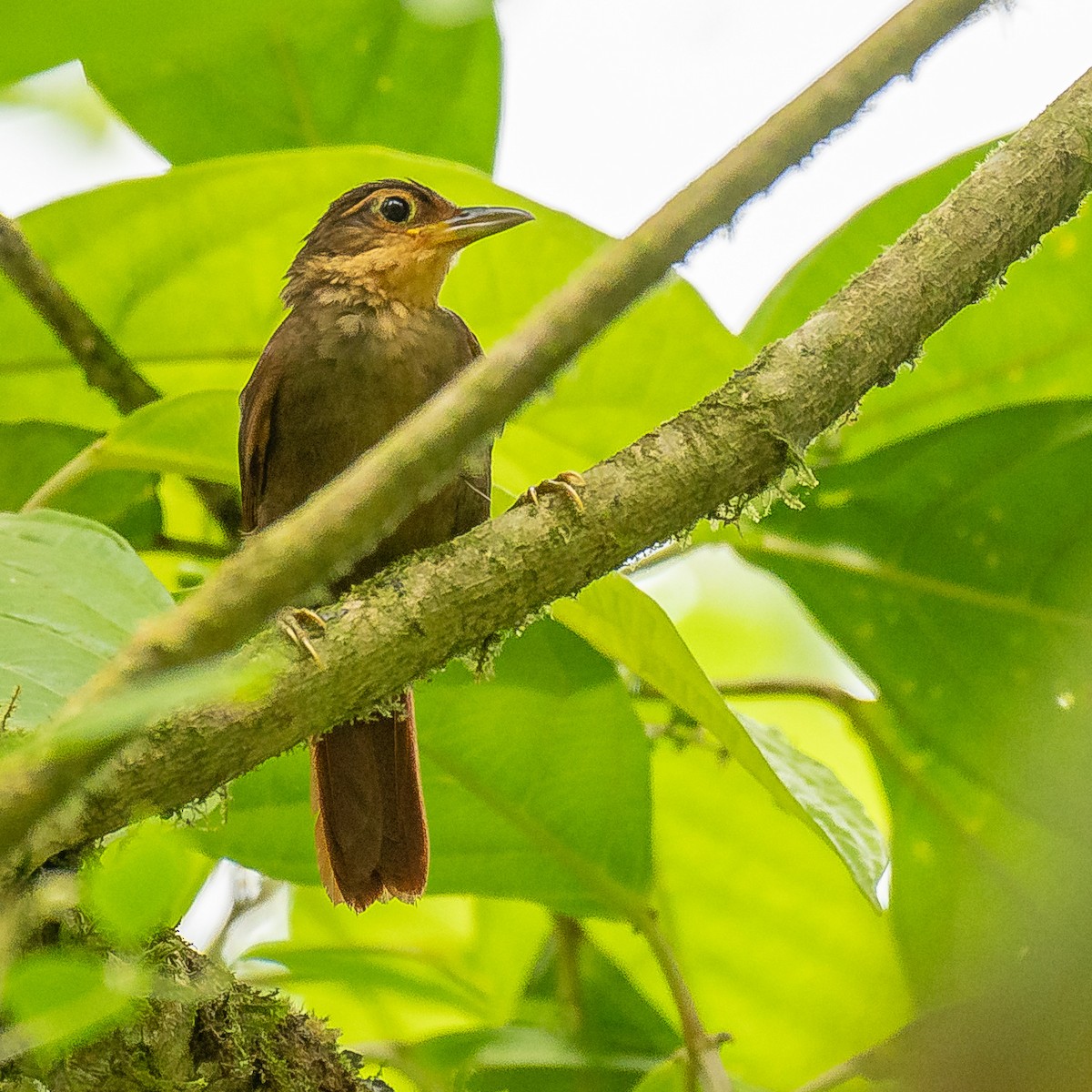 Fawn-throated Foliage-gleaner - ML627067801