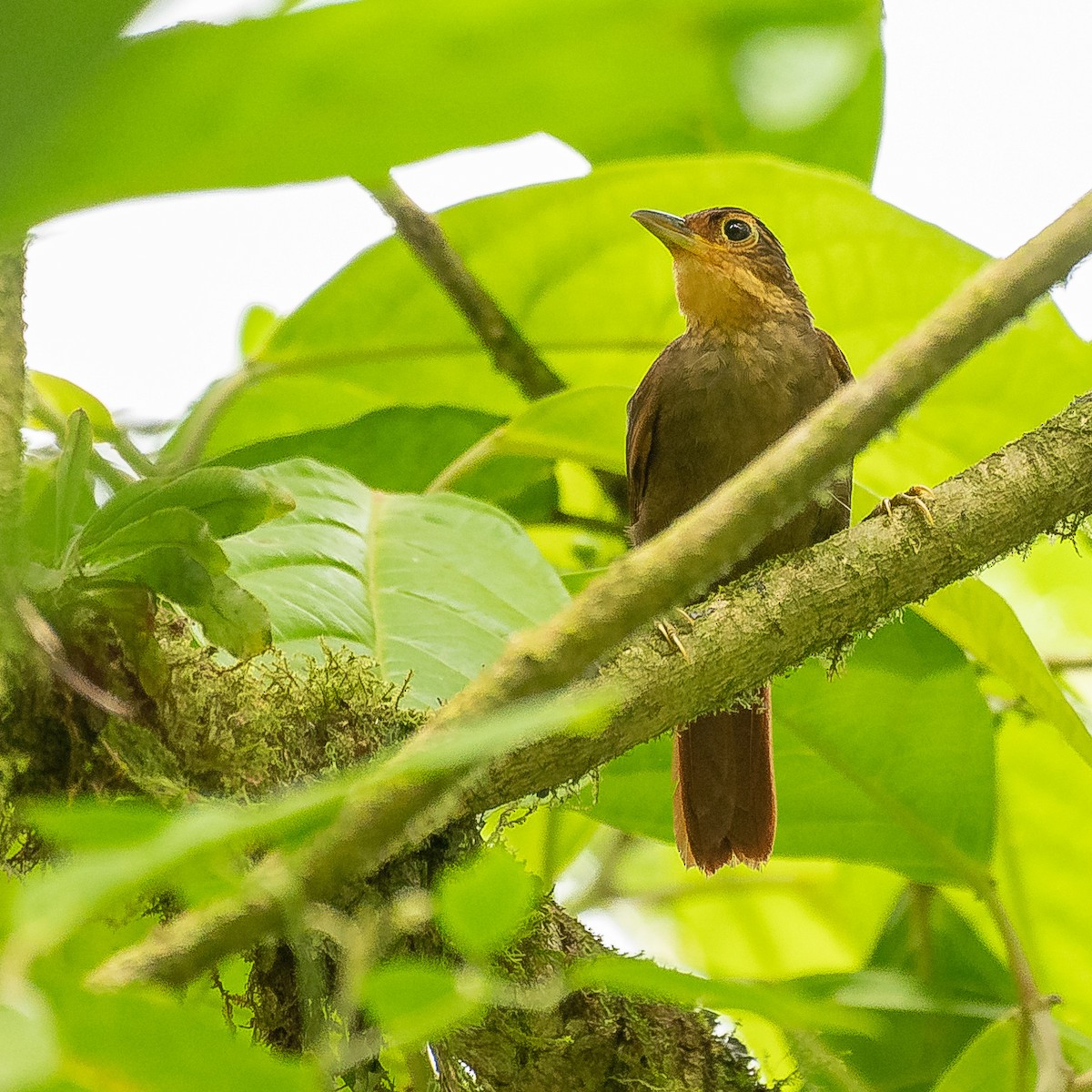 Fawn-throated Foliage-gleaner - ML627067802