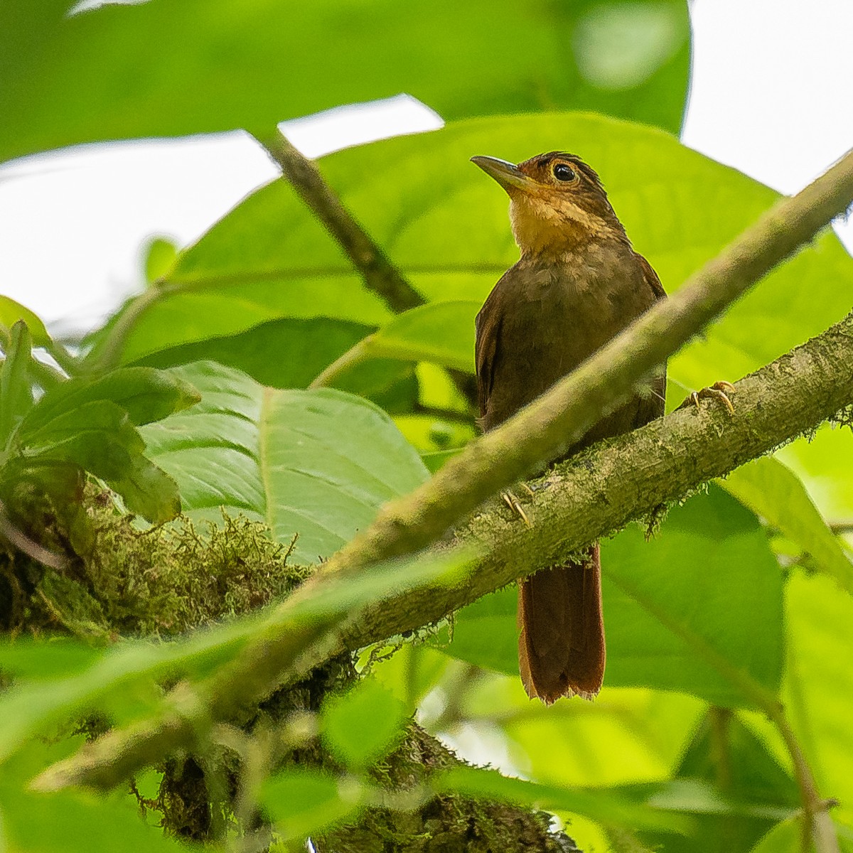 Fawn-throated Foliage-gleaner - ML627067803