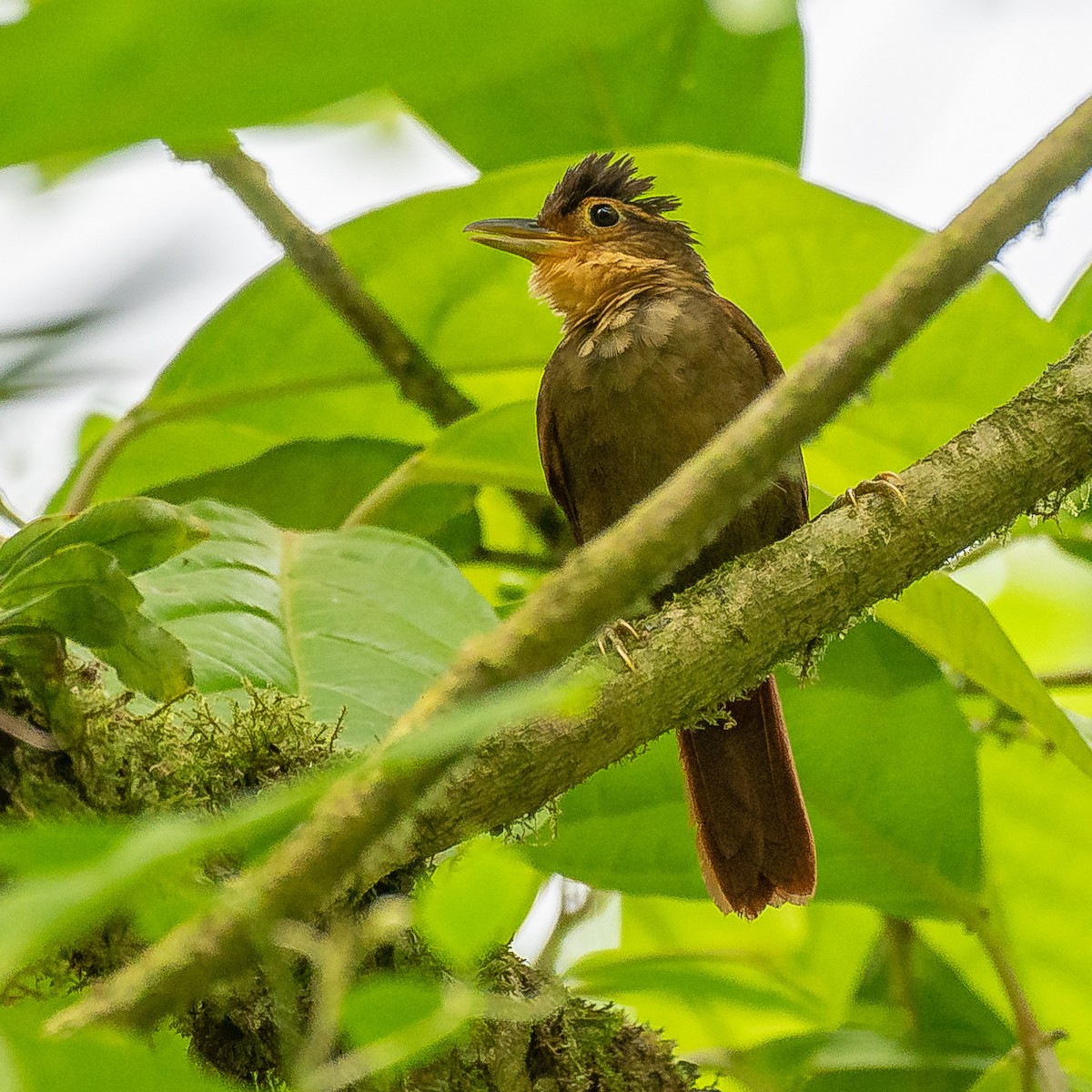 Fawn-throated Foliage-gleaner - ML627067804