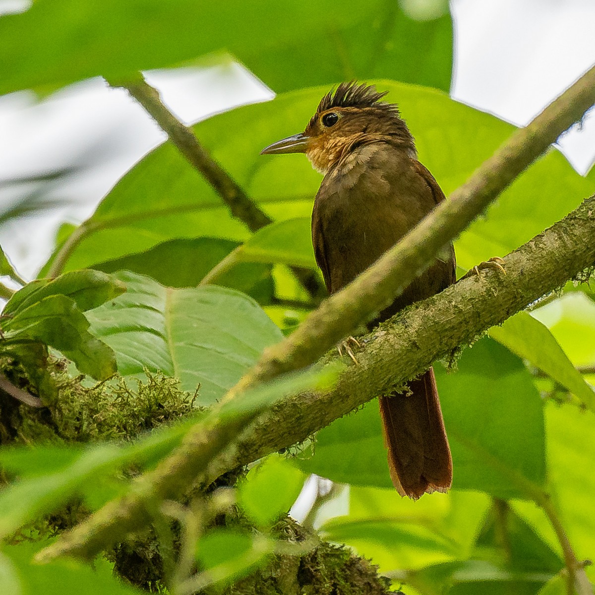 Fawn-throated Foliage-gleaner - ML627067805