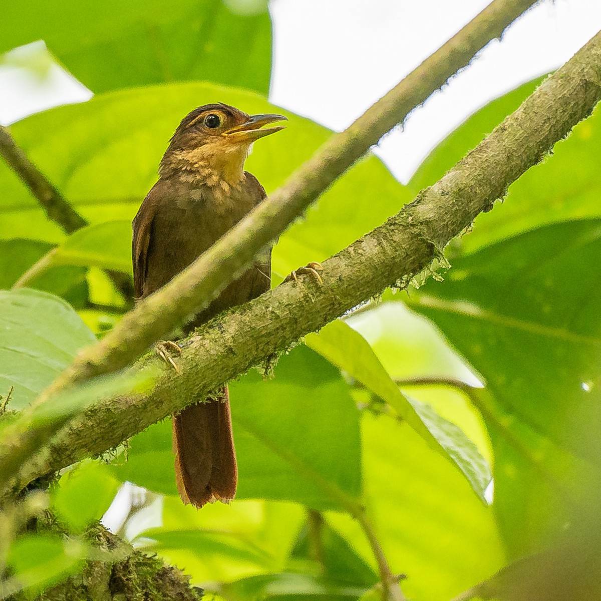 Fawn-throated Foliage-gleaner - ML627067806