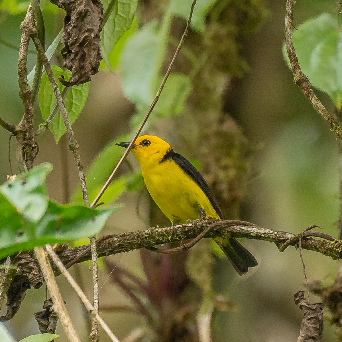 Black-and-yellow Tanager - ML627067810