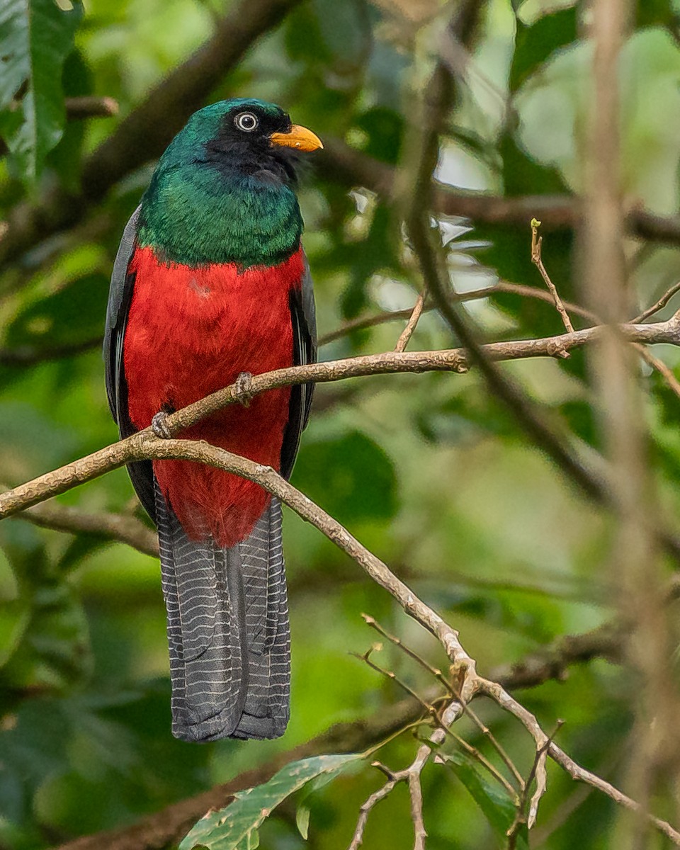 Lattice-tailed Trogon - ML627067834