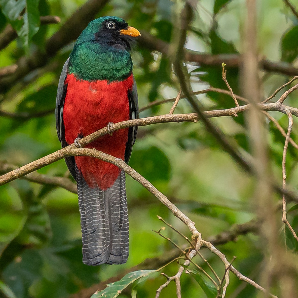 Lattice-tailed Trogon - ML627067835