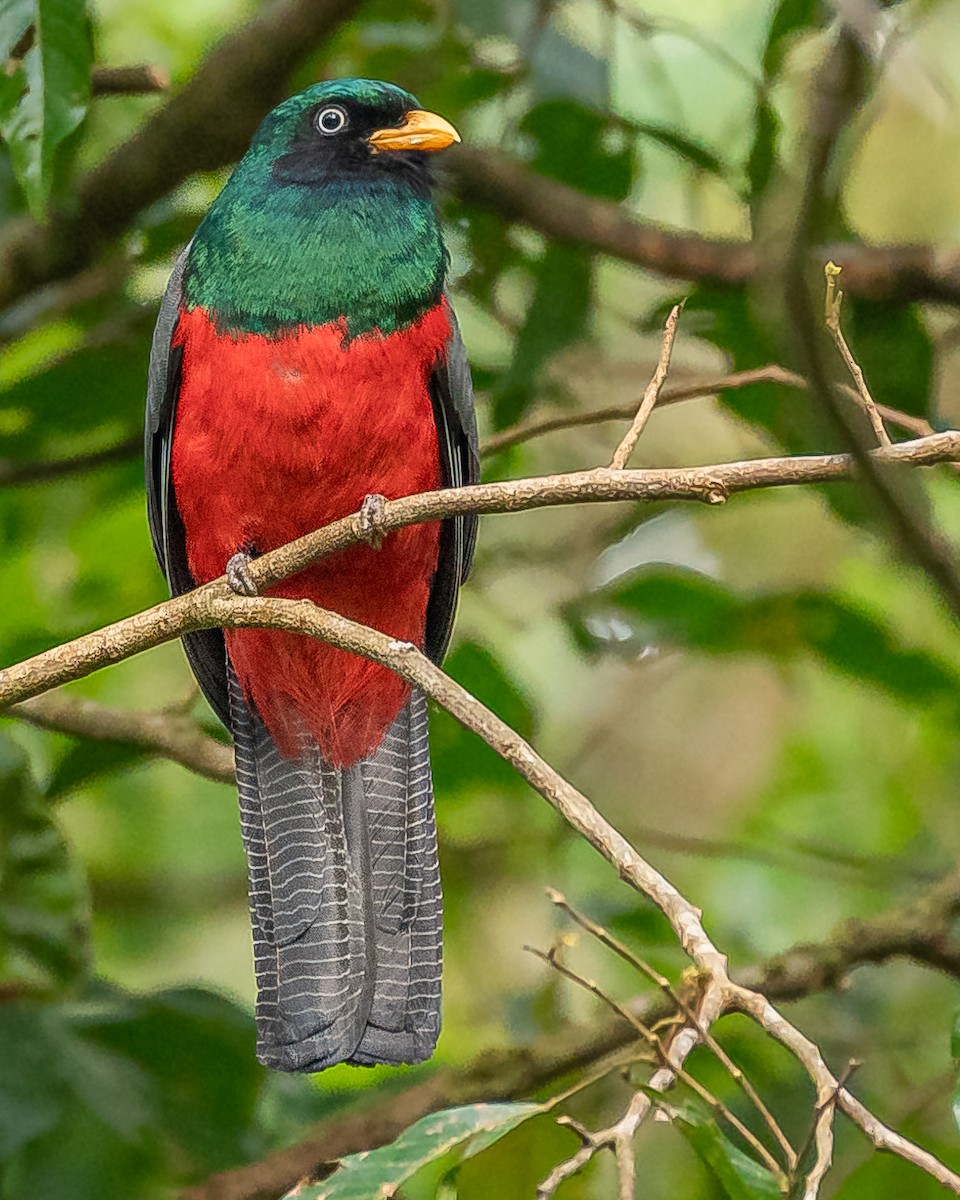 Lattice-tailed Trogon - ML627067836