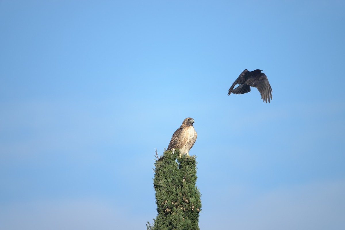 Red-tailed Hawk - ML627067837