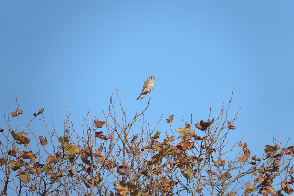 Red-tailed Hawk - ML627067838