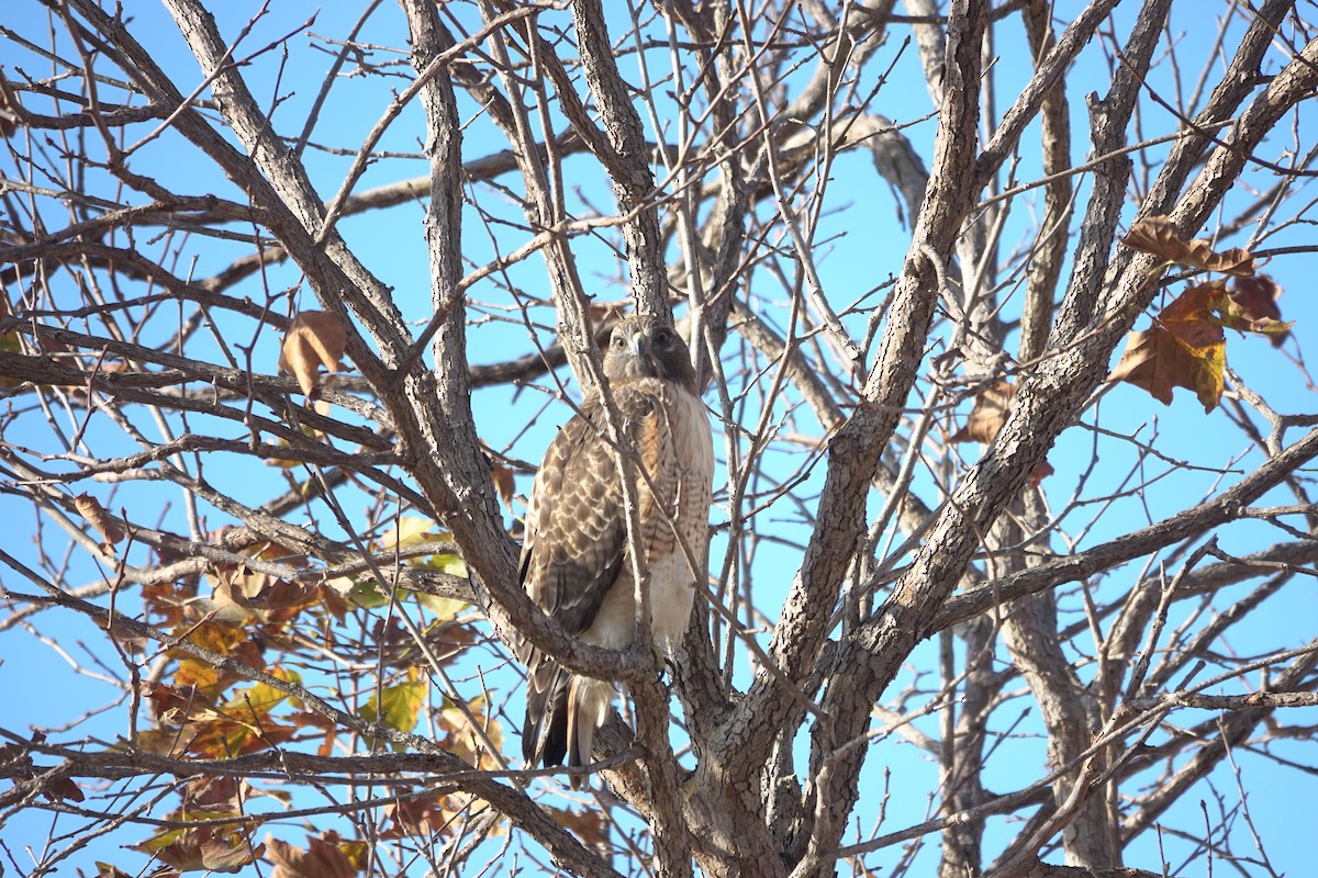 Red-tailed Hawk - ML627067840