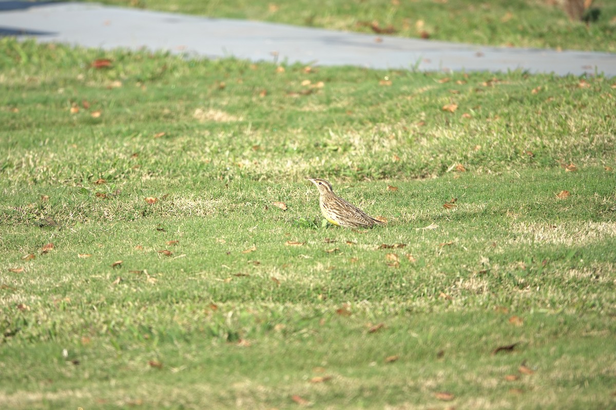 Western Meadowlark - ML627067916