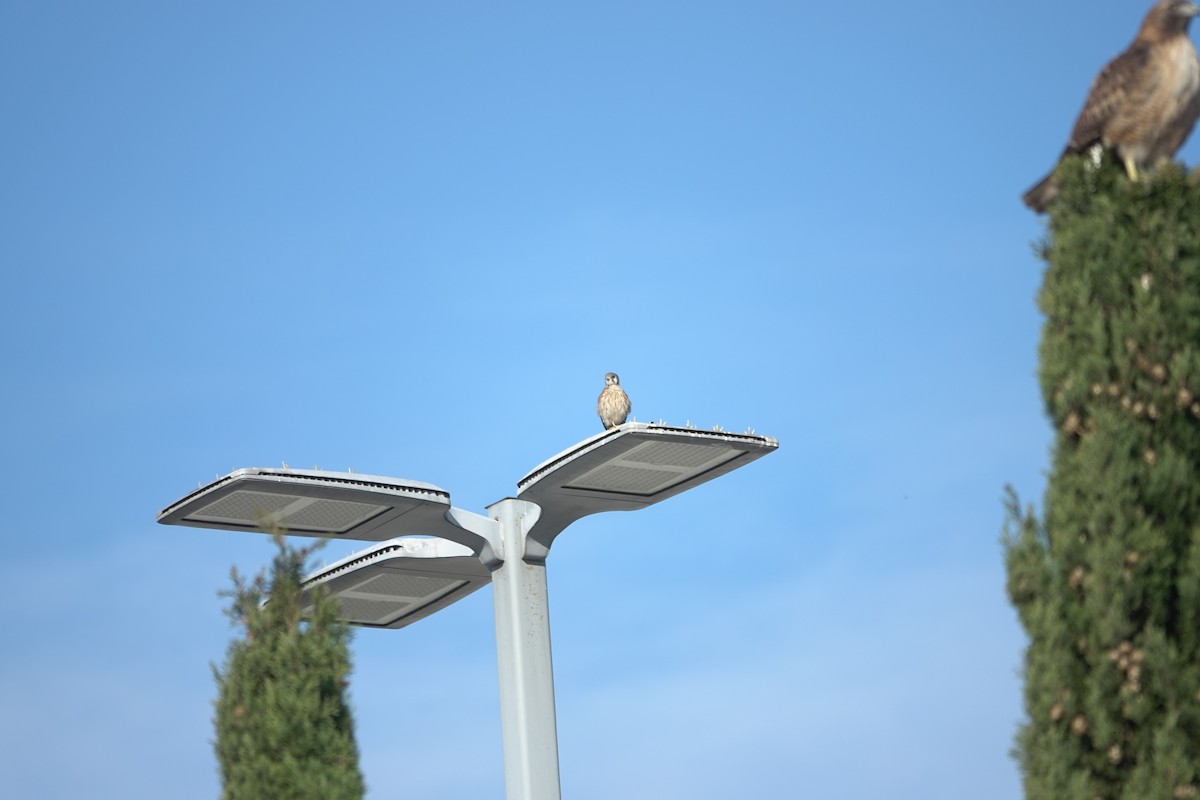 American Kestrel - ML627067944